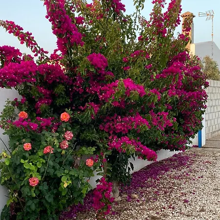 בית נופש Mirador Cumbres Conil - Piscina Jardin Xl